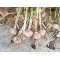 Good Quality New Crop Garlic 2019